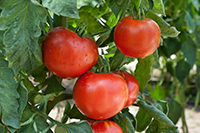 Heirloom tomatoes on the vine.